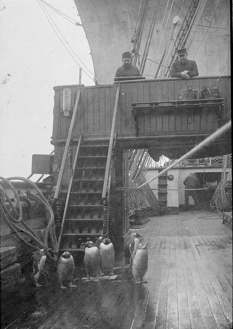 Early photography: Penguins on deck, S. S. Gauss
