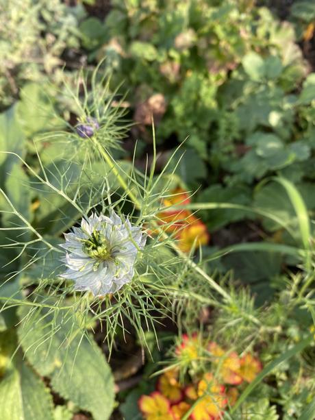 Six on Saturday 28/11/2020