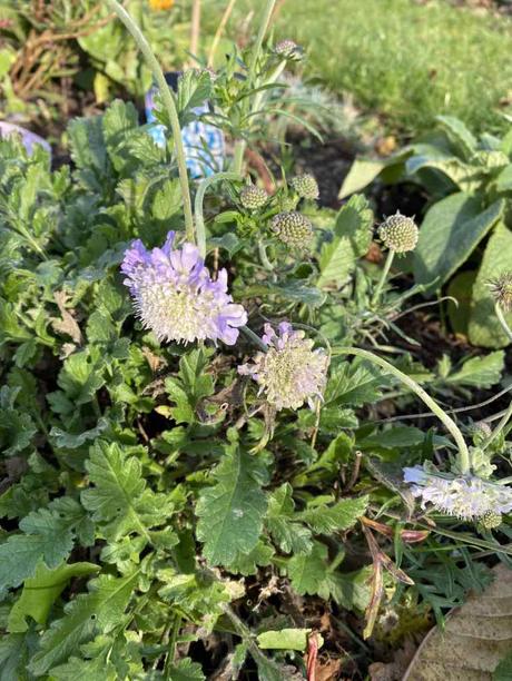 Six on Saturday 28/11/2020