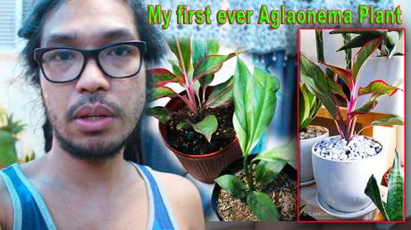 Jonathan Orbuda,I Love Tansyong TV,Blog,Blogger,peace lily,indoor plant,indoor plants,Aglaonema Red Lipstic,Variegated Peace Lily,Jade Pothos,chinese evergreen plant,chinese evergreen plant care,aglaonema plant care,aglaonema plants,plants for zero light,plants for small apartments,house plants for small apartment,indoor plants no light,micro living spaces,micro living,small condo tour,plantito and plantita,plantito vlogs,plant enthusiast