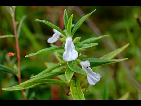 Dronpushpi – Medicinal Herb