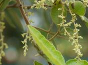 Tintideek Medicinal Herb