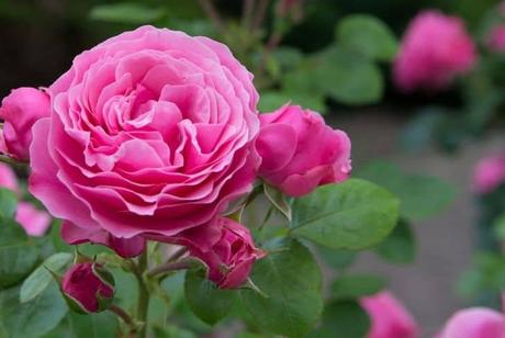 pink-rose-flower