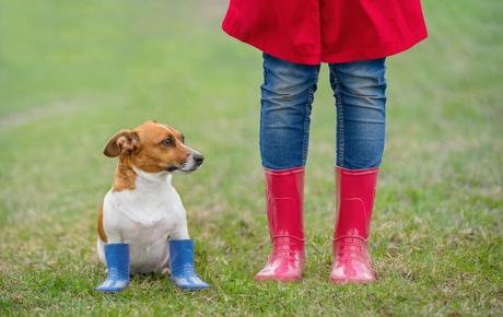 7 Advantages and Benefits of Dog Wearing Shoes