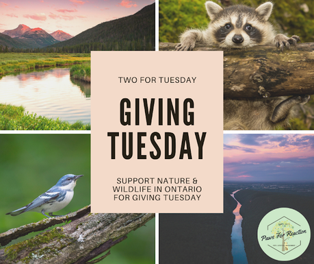 Giving Tuesday: Two things you can do to support Ontario nature and wildlife