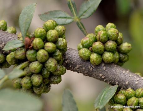 Tumbaru/ Tejohva – Medicinal Benefits