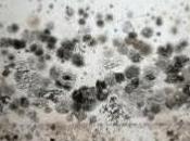 Ways Mould Affect Your Health
