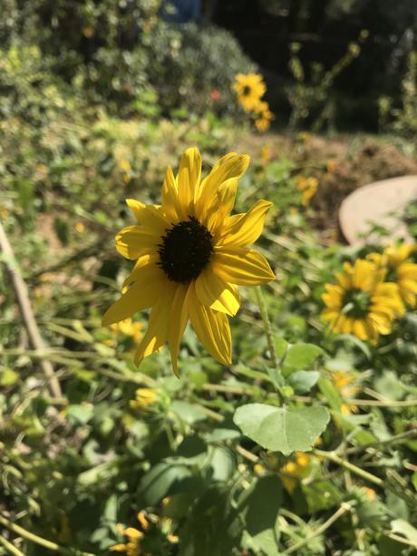 POEM: Last Sunflower Standing