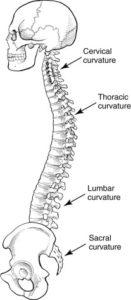 Life After Three Level Cervical Fusion Surgery: 9 Key Complications You Need to Know!