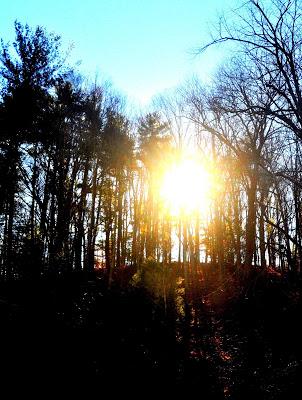 Looking Through Branches