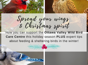 Holiday Help: Ways Help Wild Birds Find Food, Shelter, Medical Care Winter