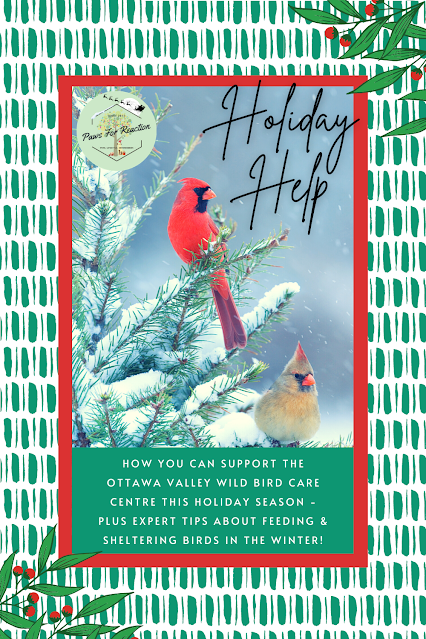 How you can support the Ottawa Valley Wild Bird Care Centre this holiday season PLUS expert tips about feeding & sheltering birds in the winter!
