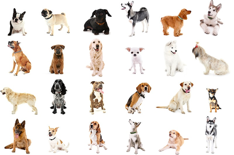 Dog Breed Guide – A Cross Section of Canines