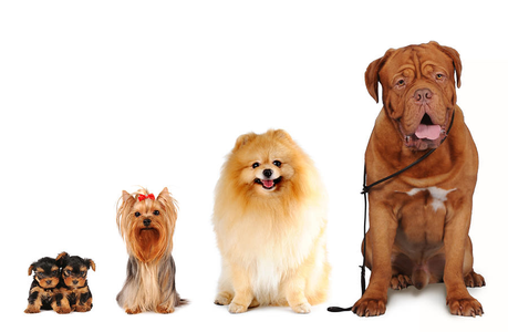 Dog Breed Guide – A Cross Section of Canines