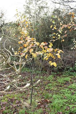Tree Following November 2020 - still leafy