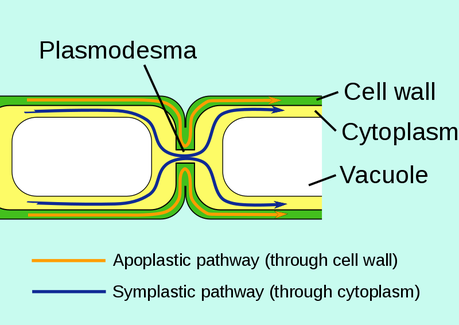 Difference Between Symplast and Vacuolar Pathway