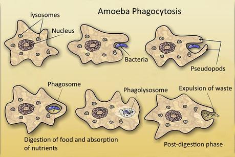 Difference Between Phagocytosis and Pinocytosis