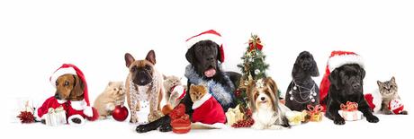 Holiday hazards for your pet: Safety tips to keep pets safe during Christmas season