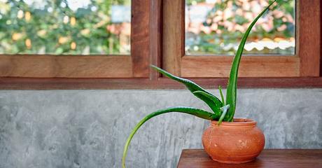 8 Best Plants for Bedroom Oxygen