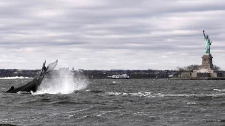 Humpback Whale Spotted In New York Harbor Near Statue Of Liberty ...