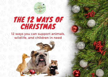 The 12 ways of Christmas: 12 ways you can support animals, wildlife, and children in need