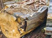 Wood Recyclable? (And Ways Reuse Wood)