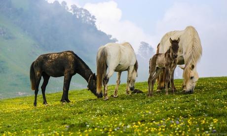 5 Best Treks in Uttarakhand, Himalayas