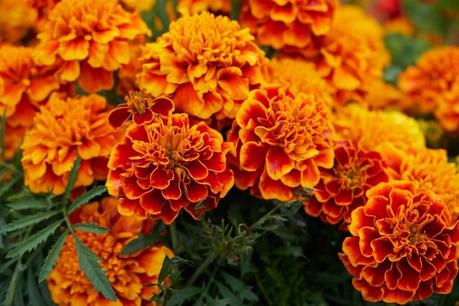 Marigold or genda – Medicinal Benefits Marigold or genda – Medicinal Benefits