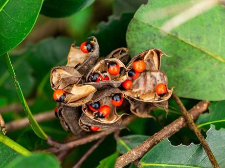 Rosary Pea – Medicinal Benefits Rosary Pea – Medicinal Benefits