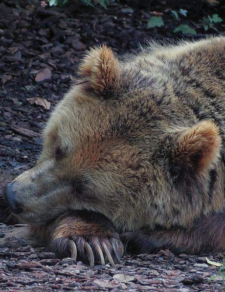 bear, sleeping bear, hibernating