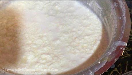 curdled milk