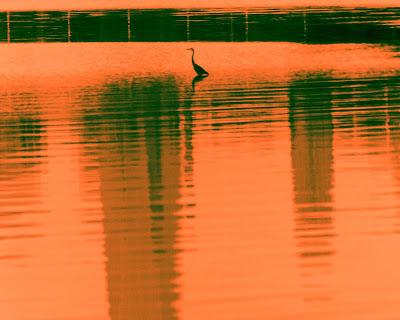Heron, reflections, shadings