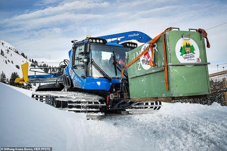 the lonely bear ... transported and could be back in wild !!