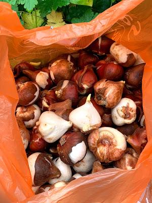 Plant Trial - Dutch Grown Bulbs