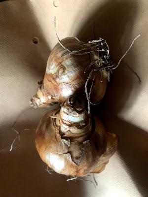 Plant Trial - Dutch Grown Bulbs