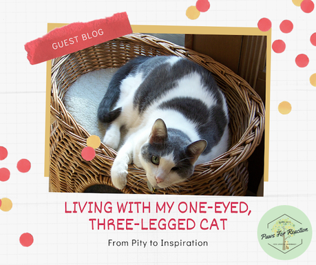 Guest blog: Living with My One-Eyed, Three-Legged Cat