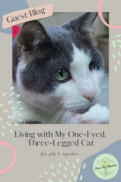 Guest blog: Living with My One-Eyed, Three-Legged Cat