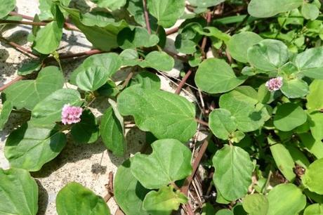 Punarnava – Medicinal Benefits Punarnava – Medicinal Benefits