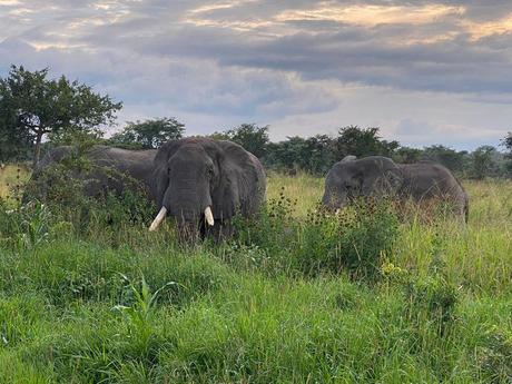 Returning Elephants have Stunning Impact on Africa’s Virunga National Park