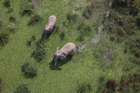 Returning Elephants have Stunning Impact on Africa’s Virunga National Park
