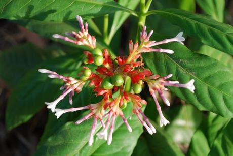 Sarpgandha – Health Benefits Sarpgandha – Health Benefits