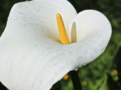 Basic Recommendations Growing Callas Home