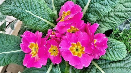 India survives day 1 at Adelaide .. ..   know ..  ‘Dianthus plumarius’,