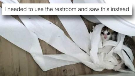 These 15 Cats Are Absolute Jerks, but That’s Exactly Why We Love Them