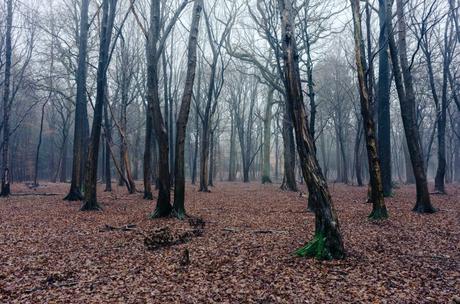 Fog in woods