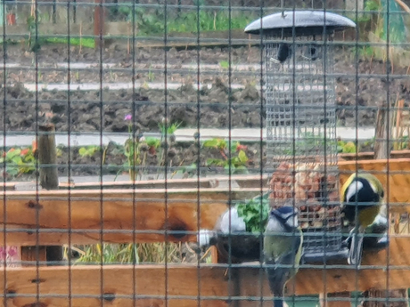 View from the garden shed.