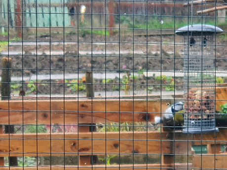 View from the garden shed.