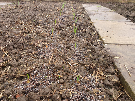 Watching the onions growing, is like watching the Grand National horserace