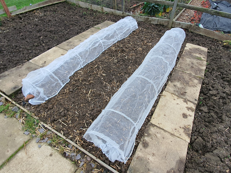 Watching the onions growing, is like watching the Grand National horserace