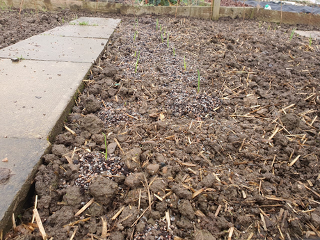 Watching the onions growing, is like watching the Grand National horserace